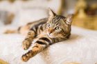 7 популярни мита за грижата за котките, в които е опасно да се вярва