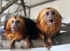 Редки видове маймуни са най-новите обитатели на зоопарка в Бургас