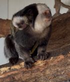 Мармозетките на Жофроа – Амина и Темпо, станаха родители на близнаци за втори път, но има и новородено алпака Мармозетките на Жофроа – Амина и Темпо, станаха родители на близнаци за втори път, но има и новородено алпака