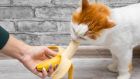 5 вкуснотийки от нашата чиния, безопасни за котки